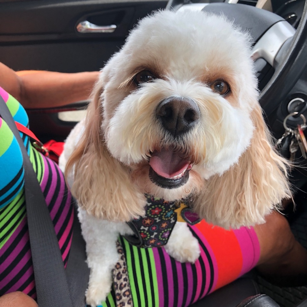 Meet your Posher, Savannah